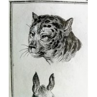 Grafika animalistyczna. Głowy zwierzęce. Sygn. Schellenberg fec. XVIII wiek